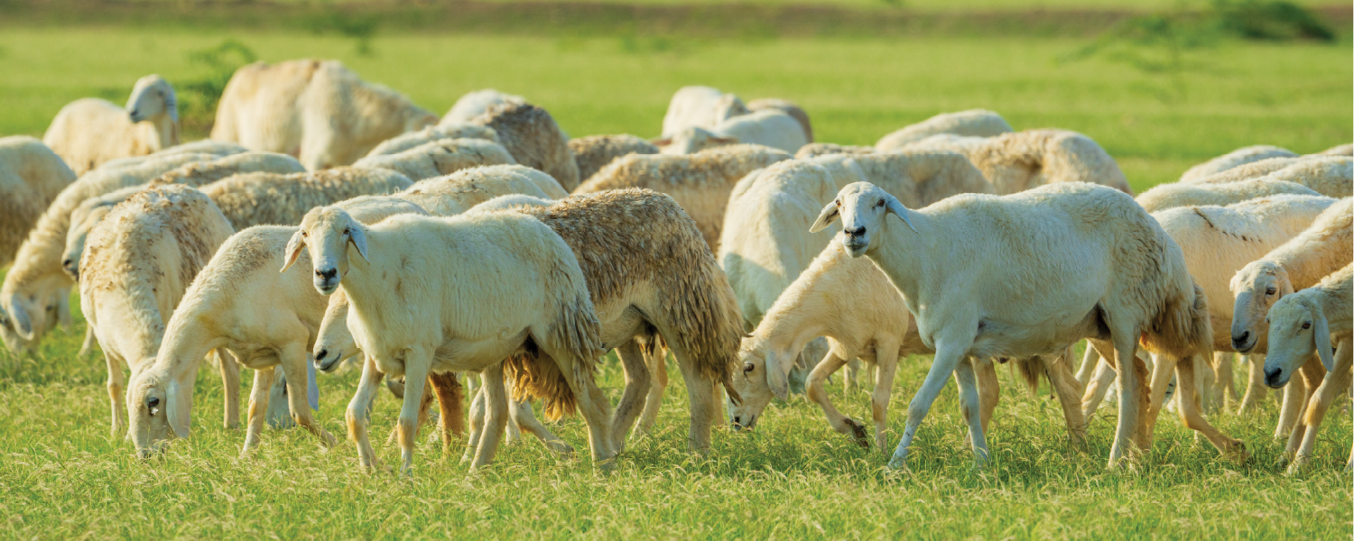 Livestock farming