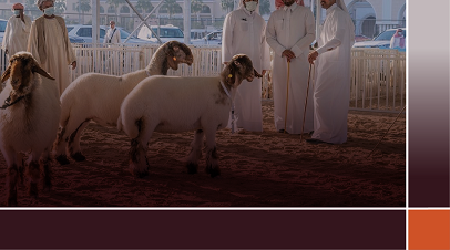 العروض الحية للسلالات 